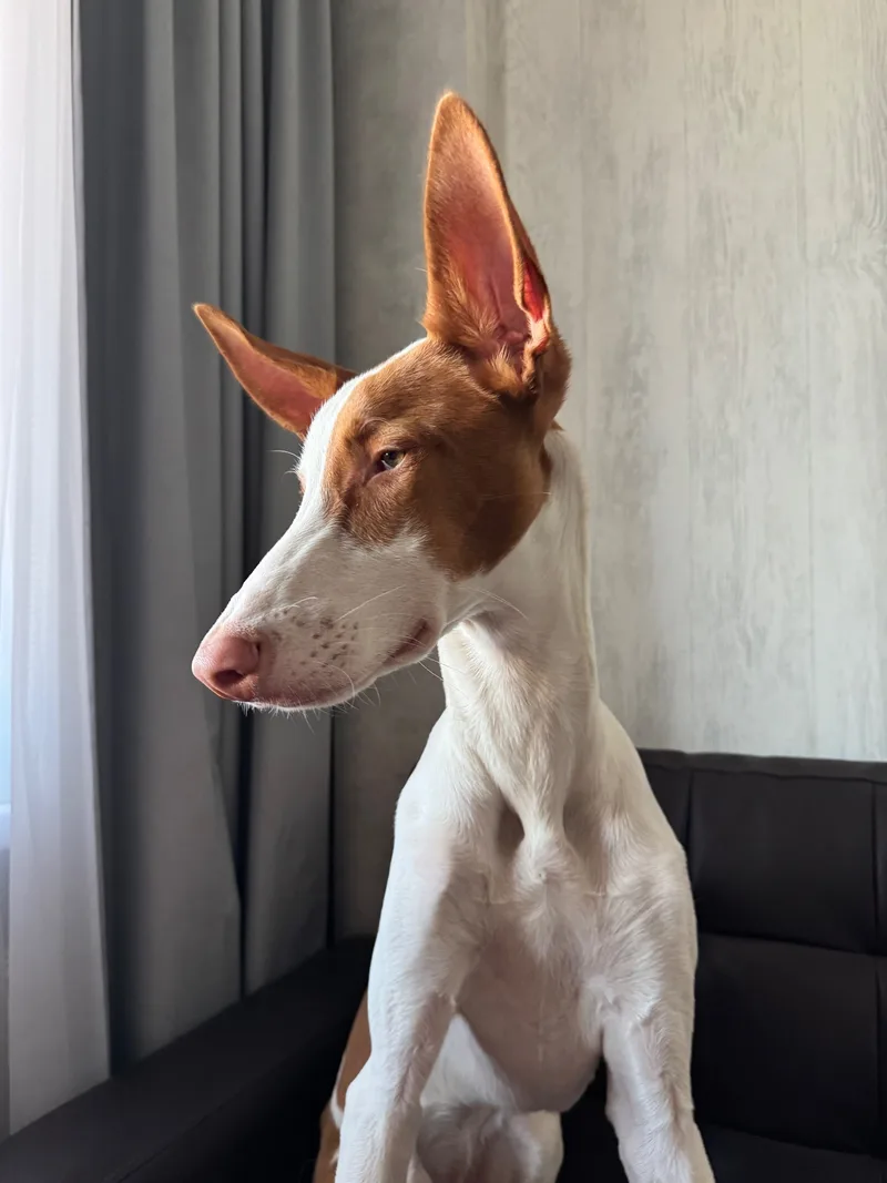 Лиля, фотография