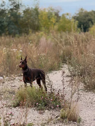 Рейна, фотография