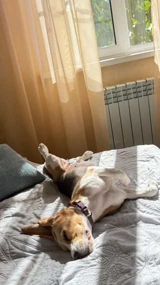 Бруня, фотография