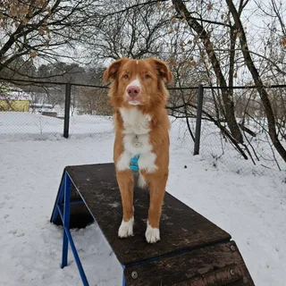Балу, фотография
