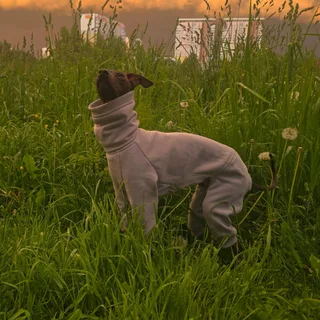 Локи, фотография
