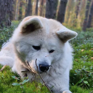 Оша, фотография