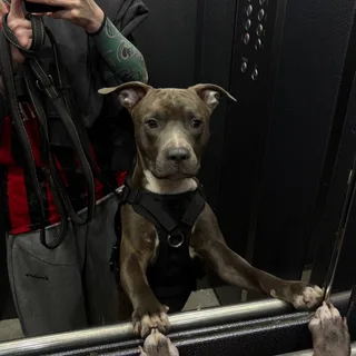 Честер, фотография