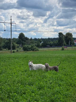 Лотта, фотография