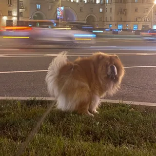 Копчёный, фотография