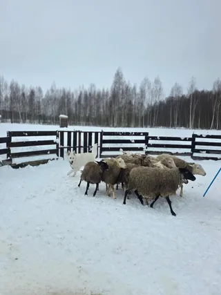 Лотта, фотография