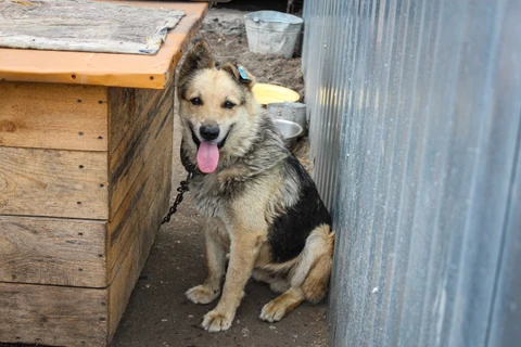 Добряк, фотография