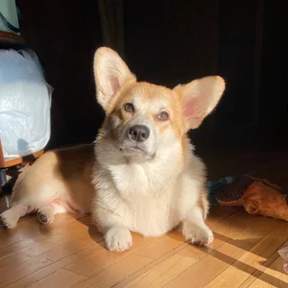 Локи, фотография