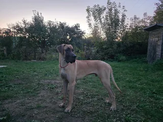 Бурбон, фотография