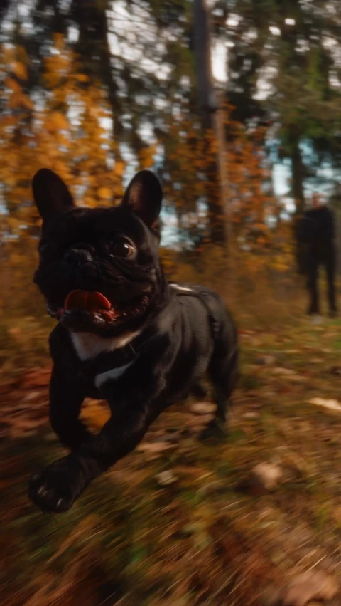 Onyx, фотография