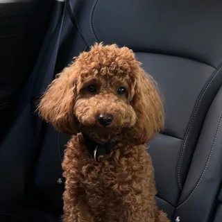 Коржик, фотография