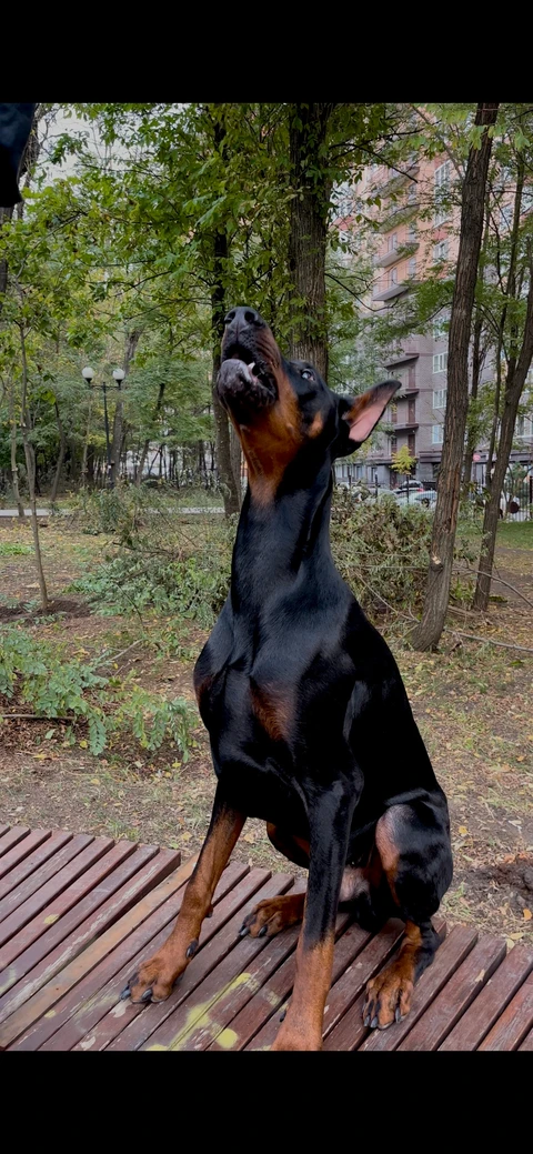 Дизель, фотография