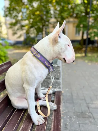 Юлиан, фотография