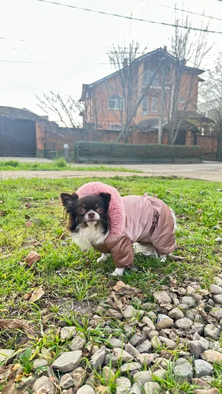 Тея, фотография