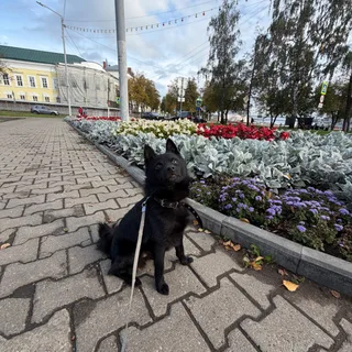 Блэк, фотография