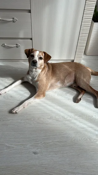 Джек, фотография