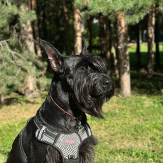 Лило, фотография