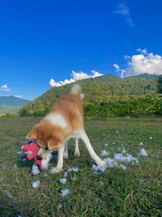 Бу, фотография