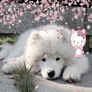 Юми, фотография