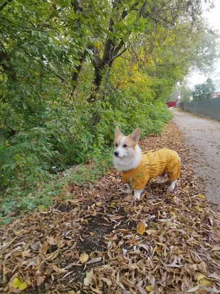 Голди, фотография
