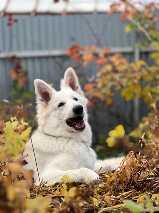 Лотта, фотография