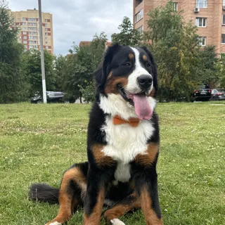 Одри, фотография