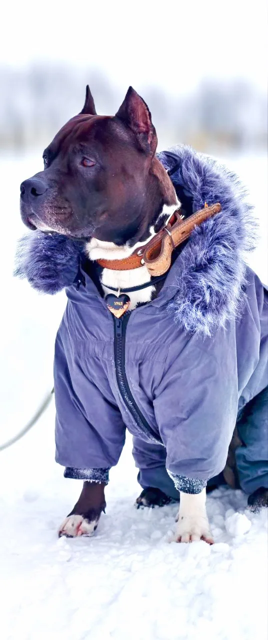 ASTronoMy_Dog, фотография
