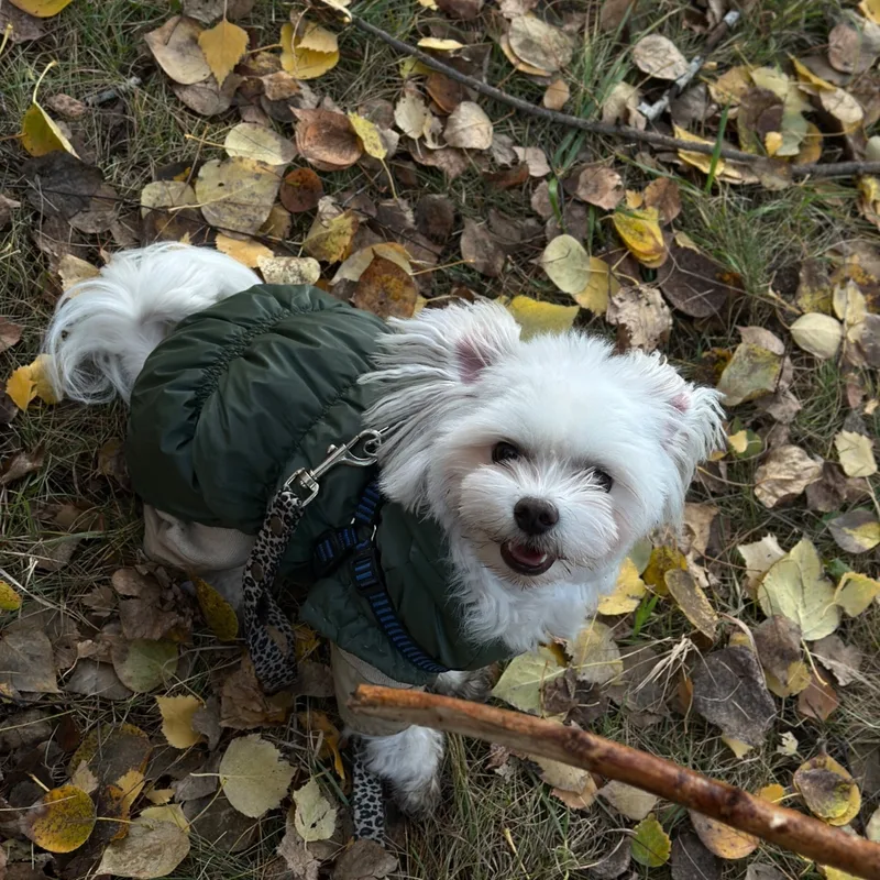 Милана, фотография