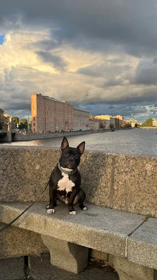 Арчи, фотография