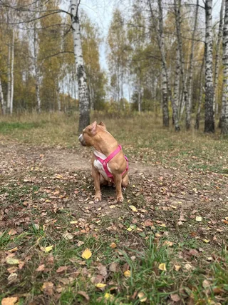 Лола, фотография