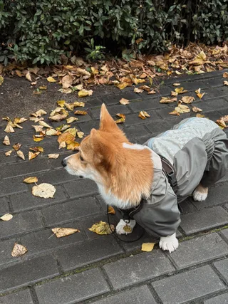 Барни, фотография