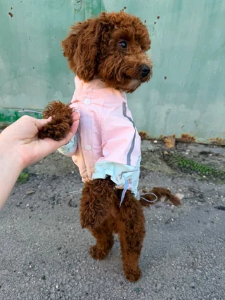 Тэя, фотография