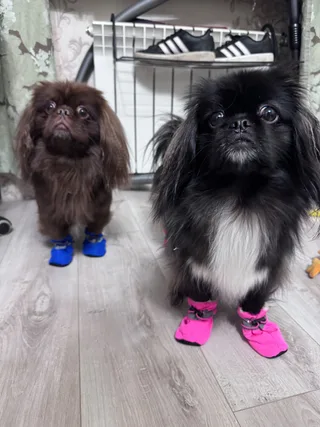 Буся, фотография