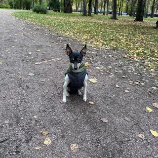 Шаман, фотография