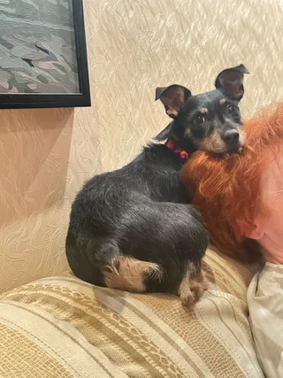 Шелби, фотография