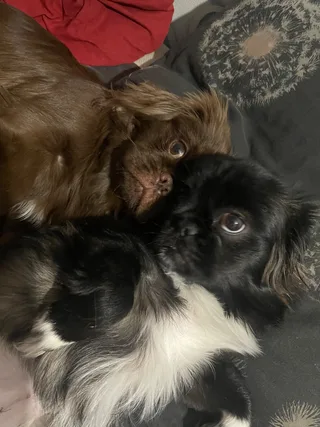 Буся, фотография