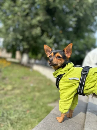 Йожик, фотография