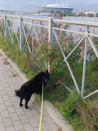 Мушу, фотография