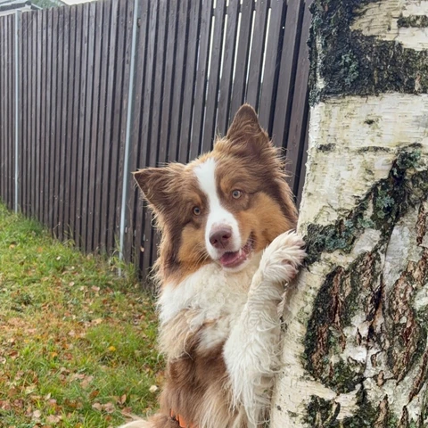 Леон, фотография