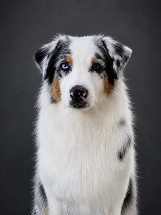 Фалька, фотография