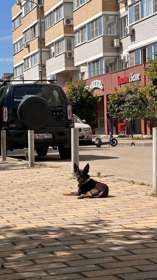 Тори, фотография