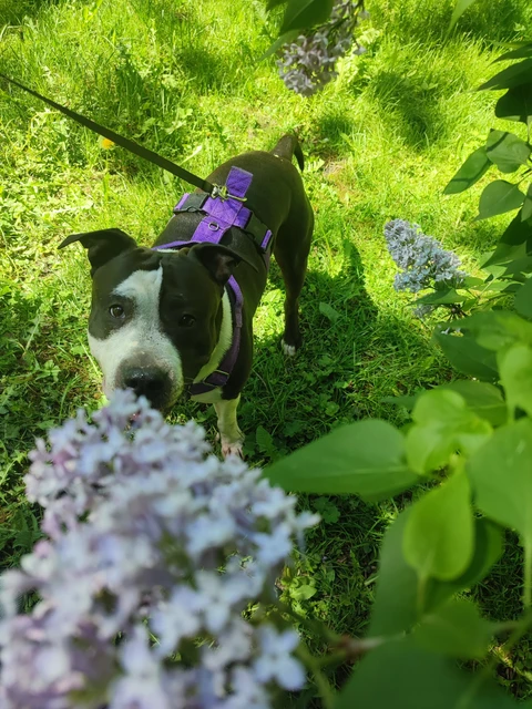 Леон, фотография