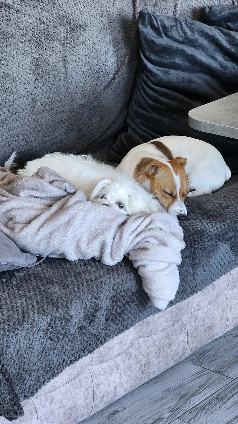 Виктория, Джесси и Зефир🐶🐩❤️, фотография