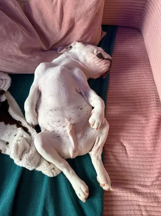 Ozzy Ozzborne, фотография