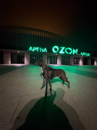 Честер, фотография