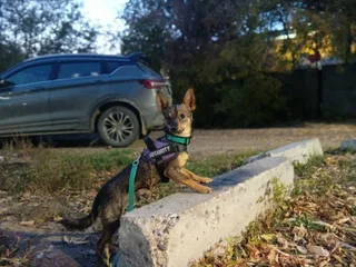 Киви, фотография