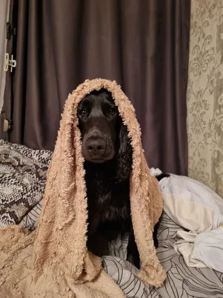 Балу, фотография