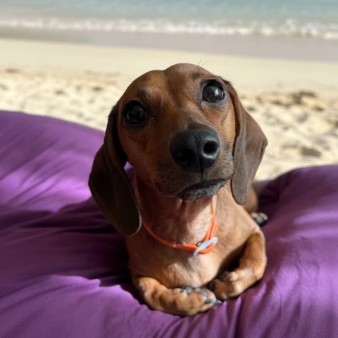Luna, фотография