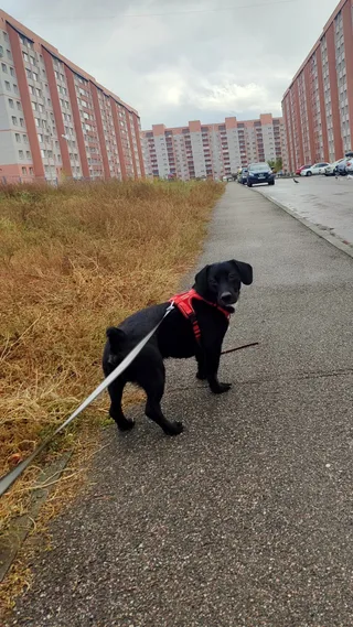 Дэнни, фотография
