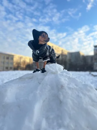 Йожик, фотография